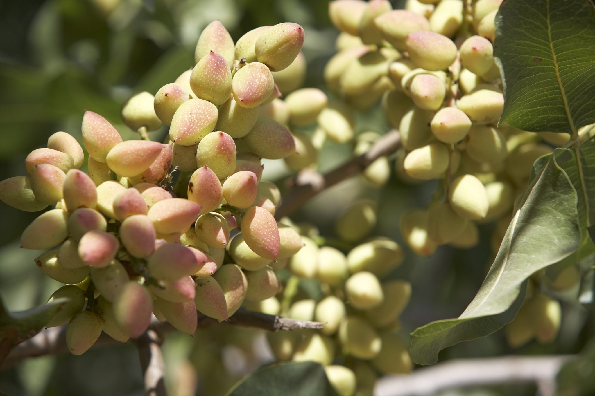 Move Over Almonds, Pistachios Pack A Protein Punch Too - Health & Wellbeing