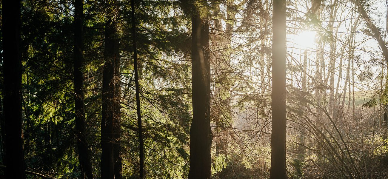 Forest bathing at South Lodge