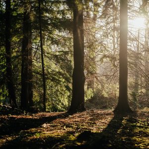 Forest bathing at South Lodge