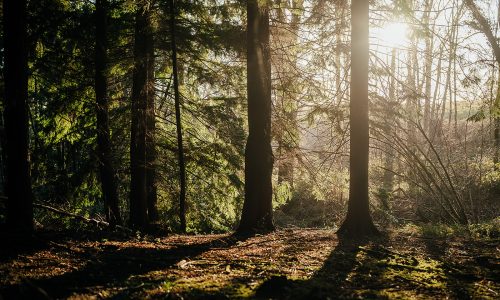 Forest bathing at South Lodge