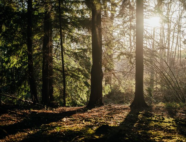 Forest bathing at South Lodge