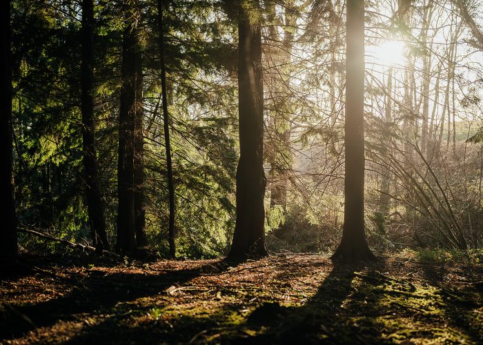 Forest bathing at South Lodge